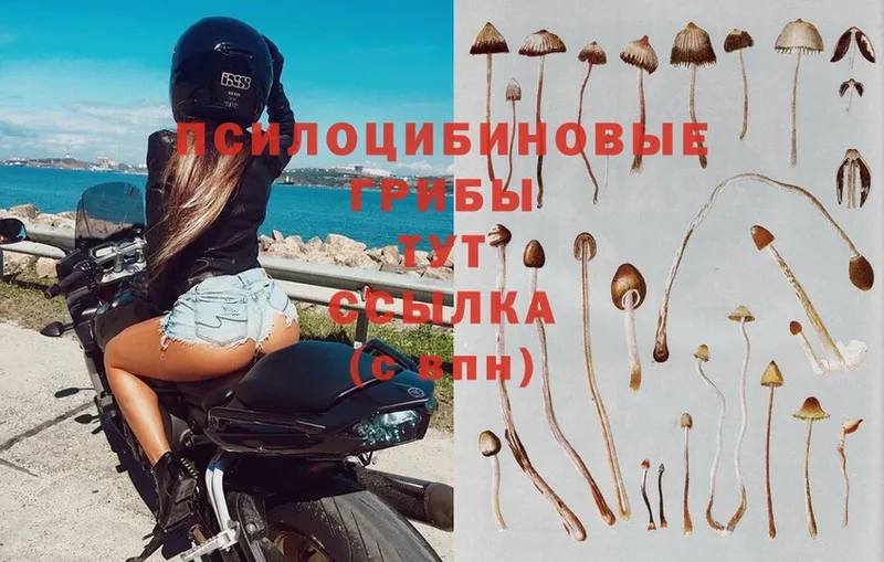 Галлюциногенные грибы Psilocybe  даркнет сайт  Верхоянск 